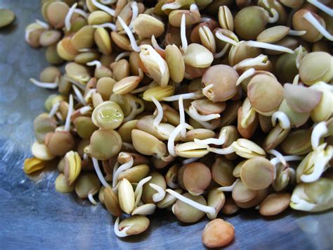sprouting lentils     legumes toasted lentils