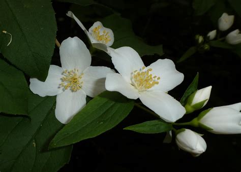 identification whats  treeshrub  white  petal flowers gardening landscaping