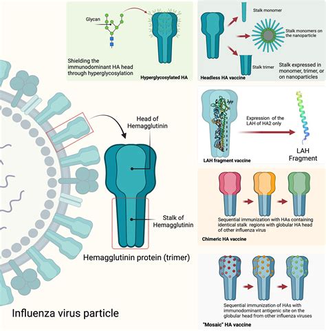 frontiers advances  development  application  influenza vaccines