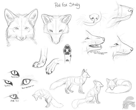 fox head drawing  getdrawings