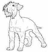 Schnauzer Coloring Miniature Printable Pages Dog Pinscher Dogs Poodle Toy Supercoloring Animals Kids Print Adult Colouring Schnauzers Drawn Size Crafts sketch template