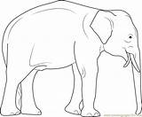 Coloring Elephas Maximus Elephant Pages Coloringpages101 Color sketch template