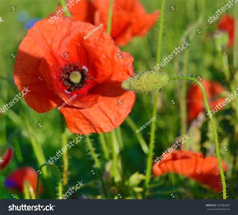 Beautiful Poppy Flowers Male And Female Sex Organs