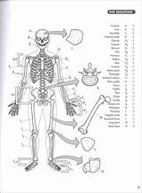 Anatomy Princeton Human 4ed sketch template