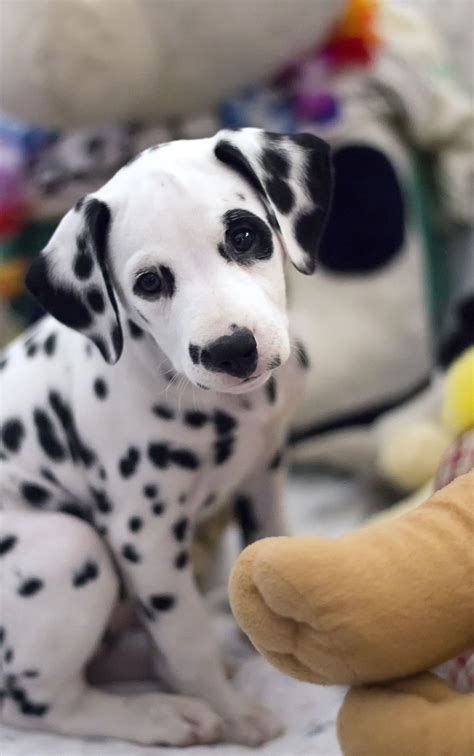 dalmatian puppies cute pictures  facts dogtime baby animals