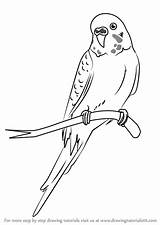 Parakeet Draw Cartoon Step Drawing Kids Birds Drawingtutorials101 sketch template