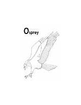 Osprey Coloring Pages Animals sketch template