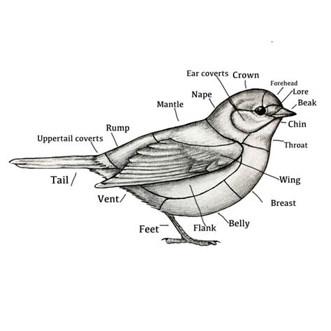 basic bird anatomy world  birds