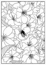 Coloring Flowers Flower Pages Printable Adult Adults Cherry Tree Color Kids Mizu Print Pattern Simple Fleurs Book Et Coloriage Cerisier sketch template