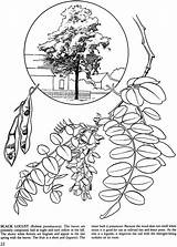 Shagbark Hickory Trees sketch template