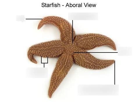 starfish aboral surface diagram quizlet