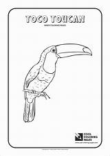 Toucan Coloring Pages Toco Cool Animals Coloringbay Print sketch template