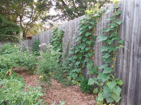 diy cucumber trellis  privacy fence coffee  compost