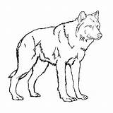Wolf Realistic sketch template