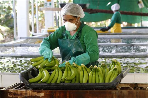 Las Exportaciones De Banano Colombiano A África Y Asia Crecen Más Del