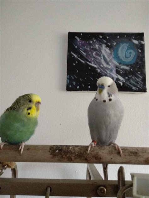 Todays Bird Is Mochi The Budgie Todays Bird