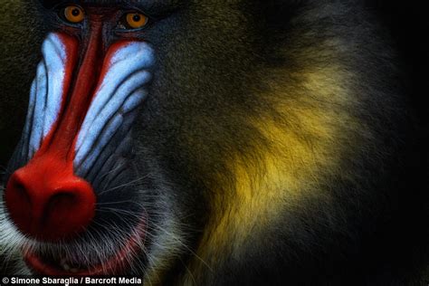 chasing mandrills in gabon up close and personal with the