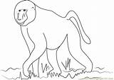 Baboon Coloring African Pages Coloringpages101 sketch template