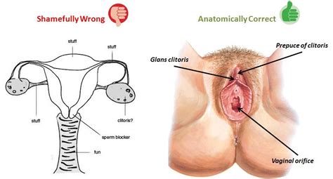 clitoral orgasm description