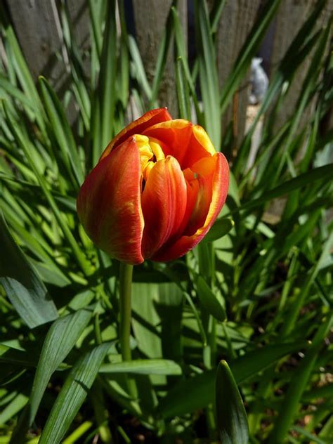 easter tulip  tulips flowers easter