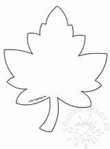 Leaf Maple Template Coloring sketch template
