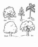 Trees Cartoon Clipart Types Different Drawing Kids Library sketch template