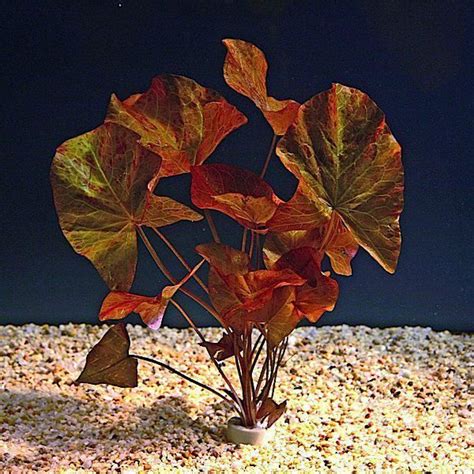 red tiger lotus bulb  tropical aquarium plant nymphaea rubra