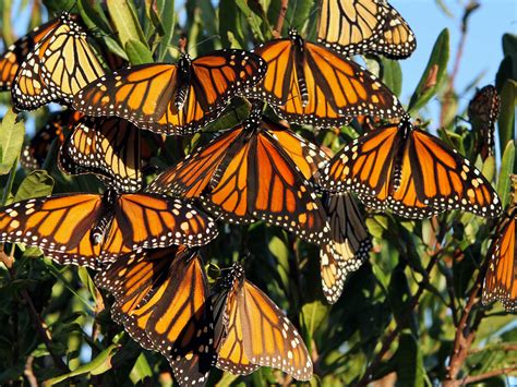 plight   monarch threatened     loss  milkweed
