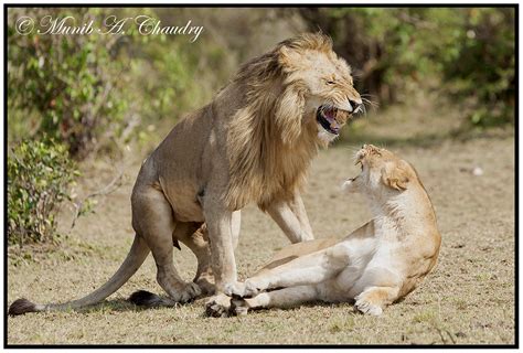stormy love affair lions have very high copulation rates … flickr