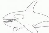 Coloring Whale Orca Printable Comments Library Clipart sketch template