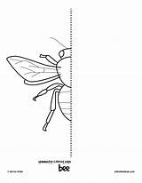 Symmetry Coloring Pages Drawing Kids Insect Bee Bug Bugs Hub Simple Drawings Artforkidshub Printable Kid Mamba Green Insects Draw Worksheets sketch template
