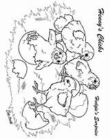 Chicks Surprise Coloring Janbrett Hedgie Henny Pages Click Subscription Downloads sketch template