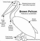 Pelican Brown Bird Drawing Birds Enchantedlearning Label Scientific Coloring Bill Louisiana Animal Printable Glass Drawings Large Printout Stained Name Clipart sketch template