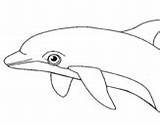 Coloring Dolphin Adult Coloringcrew Pages sketch template