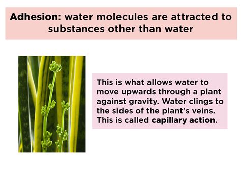 cohesion  adhesion water properties examples expii