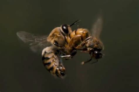 watch this slow motion footage of a queen bee mating with