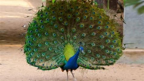 Peacock Reproduces Like Any Other Bird Experts Debunk Rajasthan Judge