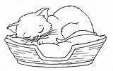 Kitten Kittens Coloringbay sketch template