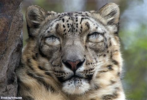 snow leopard with mouth eyes pictures freaking news