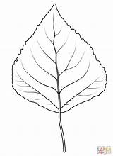 Aspen Quaking Sassafras Tree Leaves sketch template