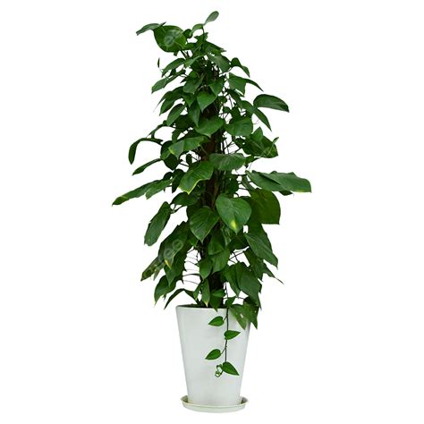 large indoor green plants potted plants plant clipart potted plants flowers png transparent