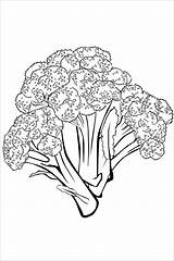 Broccoli Stalks Fresh Bestcoloringpagesforkids Coloringbay Template sketch template