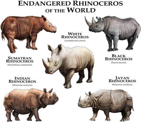 rhinos   world poster print etsy javan rhinoceros animals