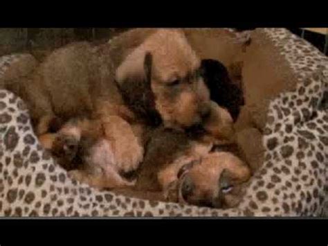 dogs  puppies    weeks youtube