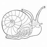 Mollusk Snail Gastropod Illustrazione Mollusco Gasteropodo Insetto sketch template