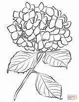 Hydrangea Coloring Pages Drawing Flowers Line Drawings Outline Para Flower Easy Hortensias Dibujos Imprimir sketch template