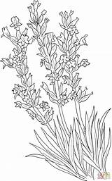 Lavandula Angustifolia Lavanda Lavendel Common Supercoloring Plantas Ausmalbilder Semplicemente Medicinales Bocca Imprimir Dibujar Ausmalbild Dibujadas sketch template