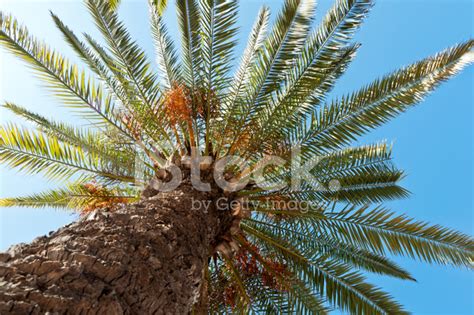 palm stock photo royalty  freeimages