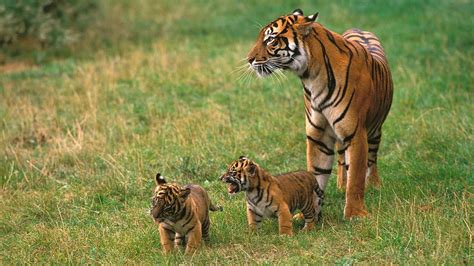 curiosidades sobre el tigre el felino mas grande del mundo
