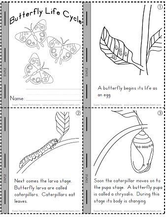 butterfly life cycle worksheet printable thekidsworksheet